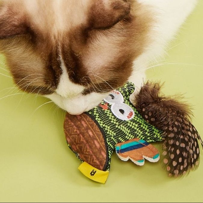 https://fulmo-img-server.com/party-cat/1750389321176_u4swqfys_5nypk52h.jpeg