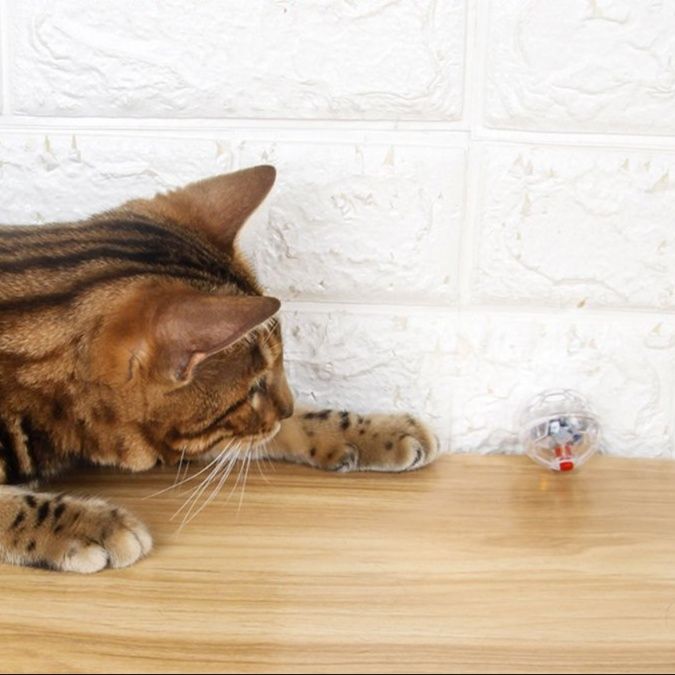 https://fulmo-img-server.com/party-cat/1750389390310_nnnniatn_vs9pd78p.jpeg