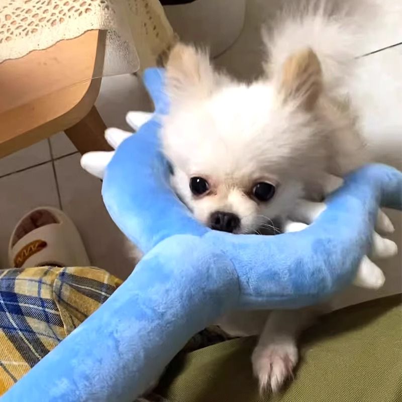https://fulmo-img-server.com/party-cat/1750400142903_8i2ijrc5_uji0q7fa.jpeg