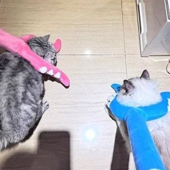 https://fulmo-img-server.com/party-cat/1750400175333_azm2a2u6_g603stfv.jpeg