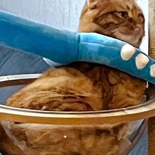 https://fulmo-img-server.com/party-cat/1750400185354_542mmvly_lmrot58s.jpeg