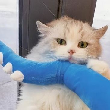 https://fulmo-img-server.com/party-cat/1750400201834_qt0z2vfq_zv9vr8iq.jpeg