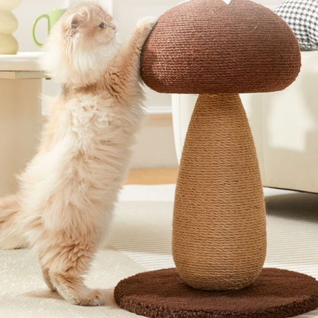 https://fulmo-img-server.com/party-cat/1750400312175_r5wetnsa_2bc1b283.jpeg