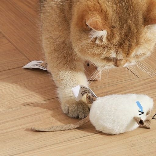 https://fulmo-img-server.com/party-cat/1750415853565_0kif22um_ao5akmog.jpeg