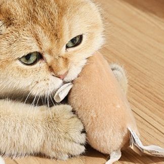 https://fulmo-img-server.com/party-cat/1750415869211_gkwyqeey_5vqyc7sn.jpeg