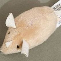 https://fulmo-img-server.com/party-cat/1750415898807_e06kpwrv_n4y6vf34.jpeg