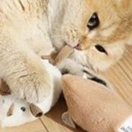 https://fulmo-img-server.com/party-cat/1750415942830_25p3bu3b_kj1yn7cc.jpeg