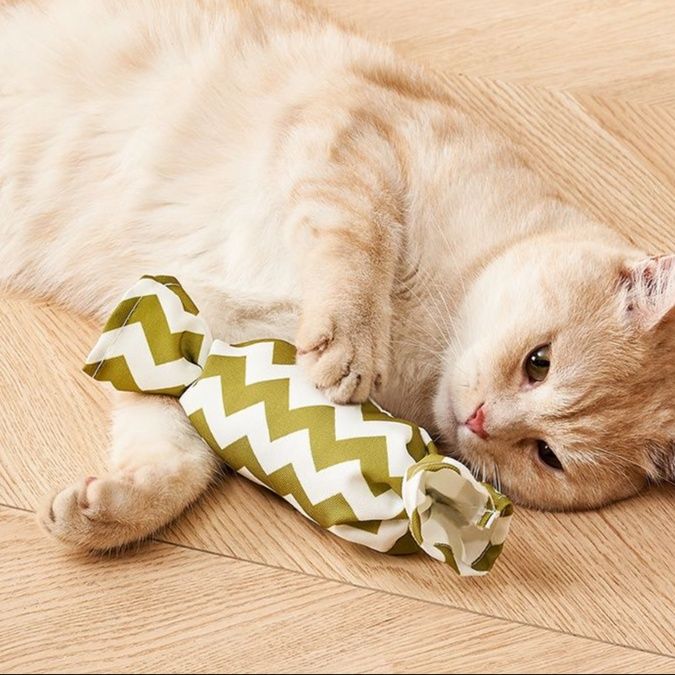 https://fulmo-img-server.com/party-cat/1750416525024_6r3bv9xx_9vr21wh9.jpeg