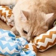 https://fulmo-img-server.com/party-cat/1750416615166_ioozojpe_mzi0kokw.jpeg