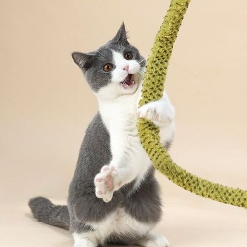 https://fulmo-img-server.com/party-cat/1750416819135_bn1u05uk_lkl4yf7c.jpeg