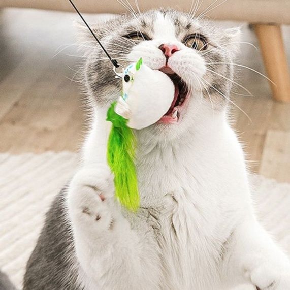 https://fulmo-img-server.com/party-cat/1750417516175_okd10kr7_99u41m8f.jpeg