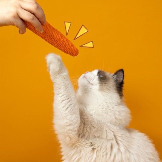 https://fulmo-img-server.com/party-cat/1750420789789_qy80ihvh_ianou691.jpeg