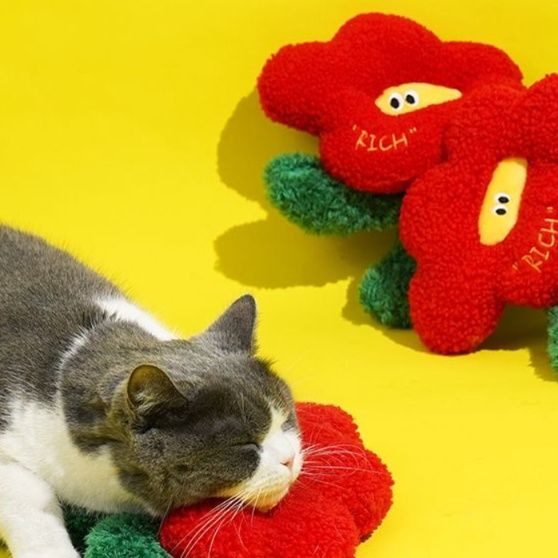 https://fulmo-img-server.com/party-cat/1750421209573_5jlob4ai_71q69xmz.jpeg