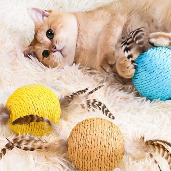 https://fulmo-img-server.com/party-cat/1750422177203_kzlzgbuf_4ohxeygq.jpeg