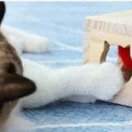 猫 おもちゃ 木製もぐらたたき猫じゃらし 