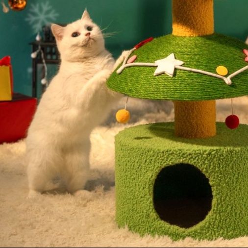 https://fulmo-img-server.com/party-cat/1750496520772_g7otv1yb_zjljxomp.jpeg
