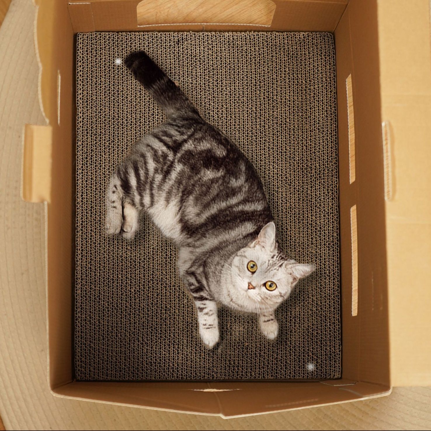 https://fulmo-img-server.com/party-cat/1750496790731_j4td8vqc_7tfkhqws.jpeg