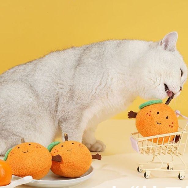https://fulmo-img-server.com/party-cat/1750497896774_5f8gf68i_9ivh7zbh.jpeg