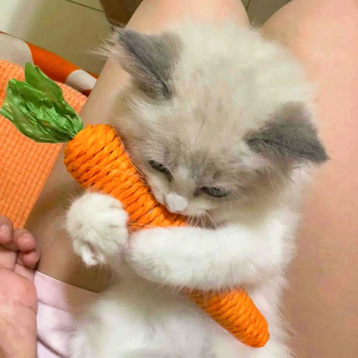 https://fulmo-img-server.com/party-cat/1750498504206_s7j5jq6o_vm9gmin2.jpeg