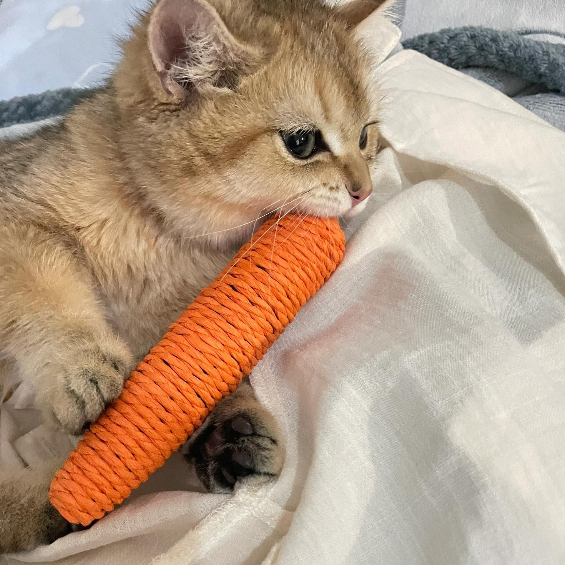 https://fulmo-img-server.com/party-cat/1750498506623_nq2mpshs_szg8v76n.jpeg