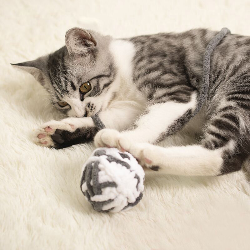 https://fulmo-img-server.com/party-cat/1750498614455_dghdf5ow_nrljb1aj.jpeg
