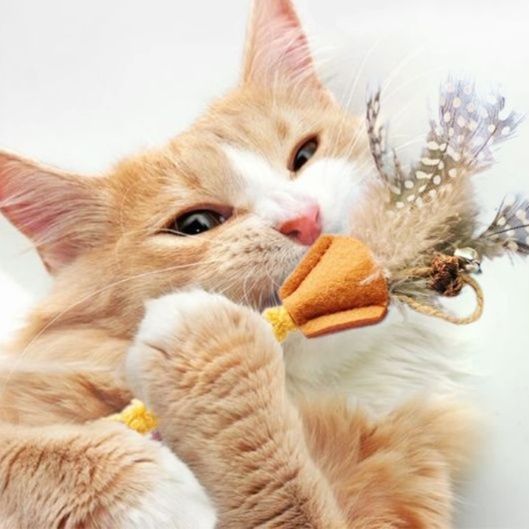 猫 おもちゃ もふもふ羽根付き歯磨き猫じゃらし