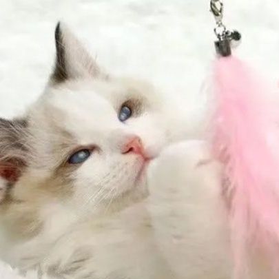 https://fulmo-img-server.com/party-cat/1750499320937_z9k9hxgg_45fv8s5w.jpeg