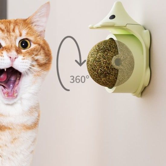 https://fulmo-img-server.com/party-cat/1750499517234_iqv8vz28_eckwlgm8.jpeg