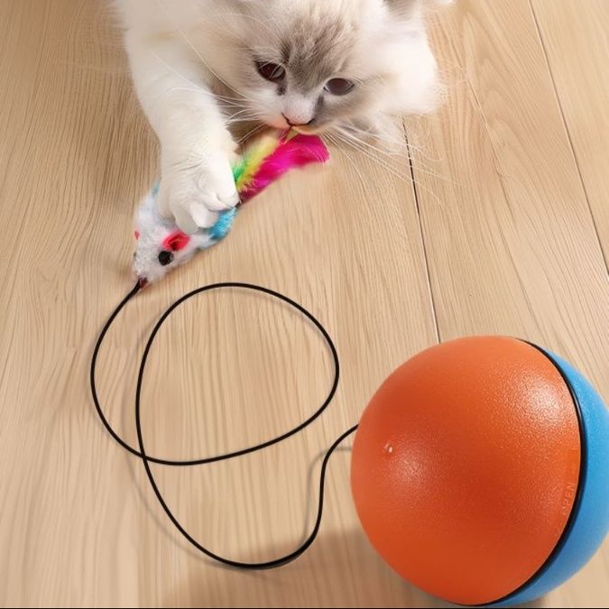 https://fulmo-img-server.com/party-cat/1750499632281_0mbtjil7_mm74tpp8.jpeg