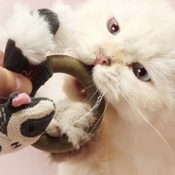 https://fulmo-img-server.com/party-cat/1750499812750_9uxm8d2d_2wfz0vtj.jpeg
