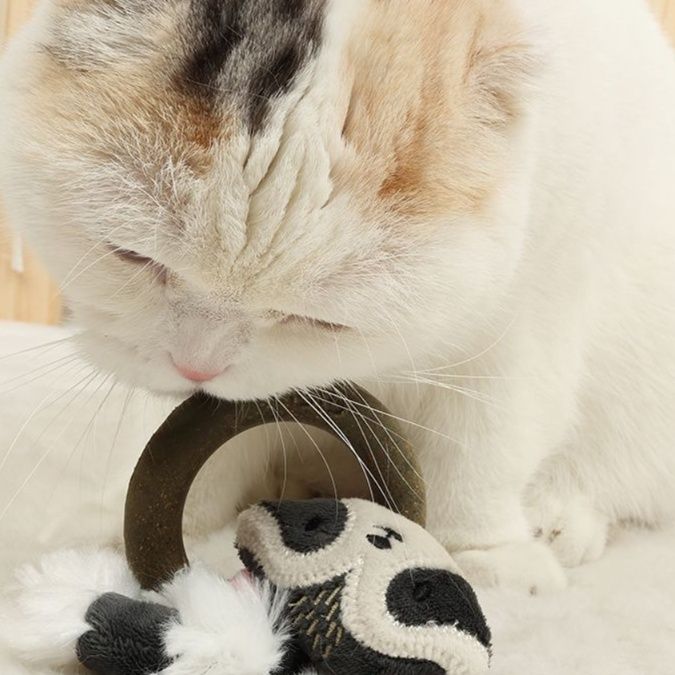 https://fulmo-img-server.com/party-cat/1750499849245_d35vjy5i_dwdjpinh.jpeg