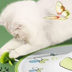 https://fulmo-img-server.com/party-cat/1750499932344_mhbl8ia9_hwhlrrsn.jpeg