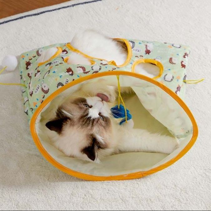 https://fulmo-img-server.com/party-cat/1750516471709_943lzk4w_ztnciikt.jpeg