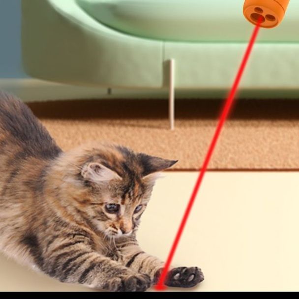 https://fulmo-img-server.com/party-cat/1750516622614_qk0qzy5d_xncclswo.jpeg