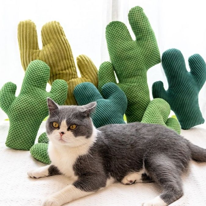 https://fulmo-img-server.com/party-cat/1750516701191_mvhy63qg_ujlviabo.jpeg