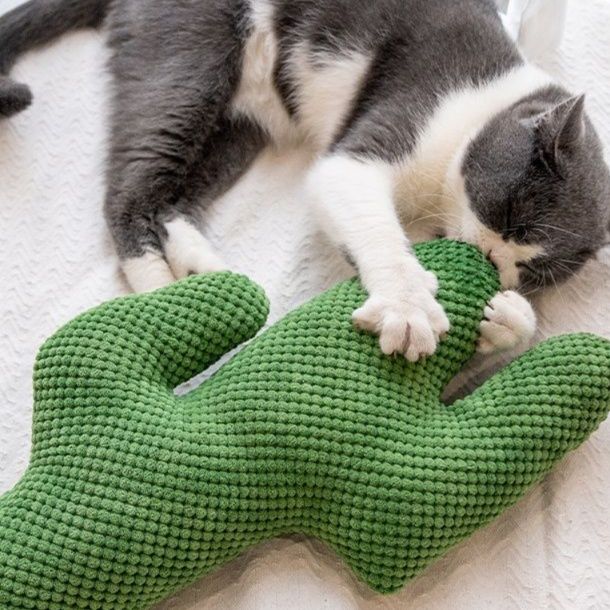 https://fulmo-img-server.com/party-cat/1750516735594_z0gor27g_53plji0g.jpeg