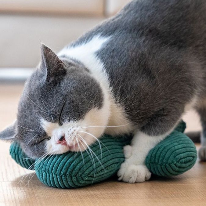 https://fulmo-img-server.com/party-cat/1750516807650_0t4m3d9a_bzcp3so7.jpeg