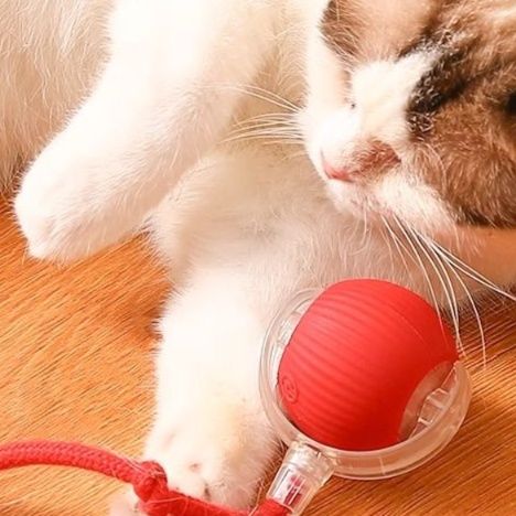 https://fulmo-img-server.com/party-cat/1750517024229_94xl2y7g_ipu1nnph.jpeg