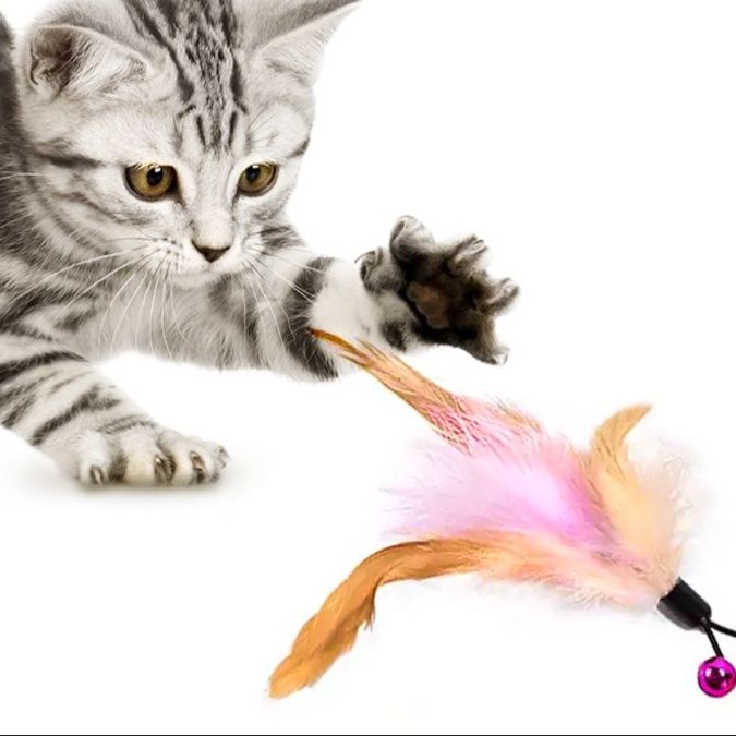 https://fulmo-img-server.com/party-cat/1750517449018_6416r8f7_87clan0k.jpeg