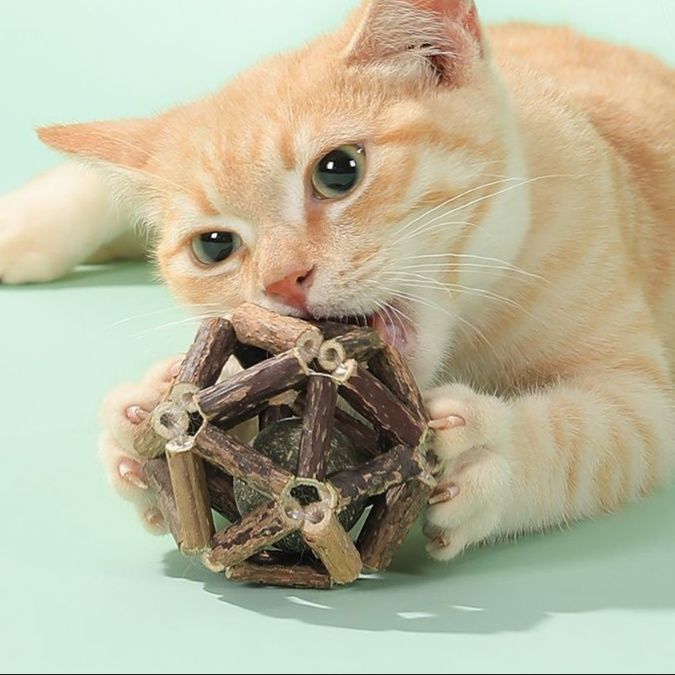 猫 おもちゃ 天然木の歯磨きボール型 猫じゃらし
