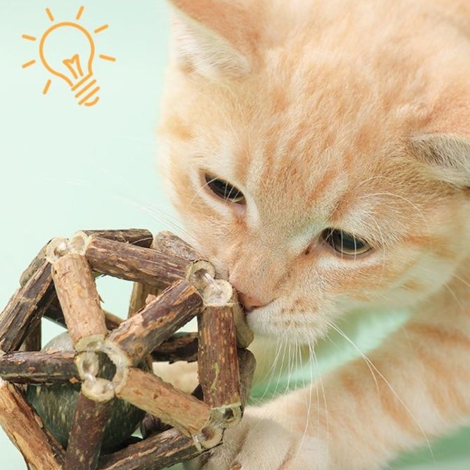 猫 おもちゃ 天然木の歯磨きボール型 猫じゃらし