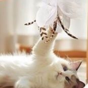 https://fulmo-img-server.com/party-cat/1750564153407_f63zntia_69ydg2bd.jpeg