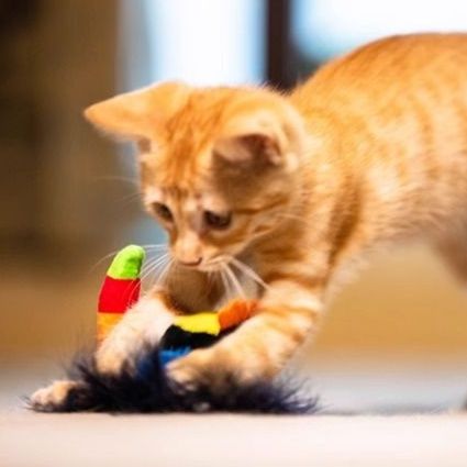 猫 おもちゃ お散歩お友達猫じゃらし 鳥タイプ