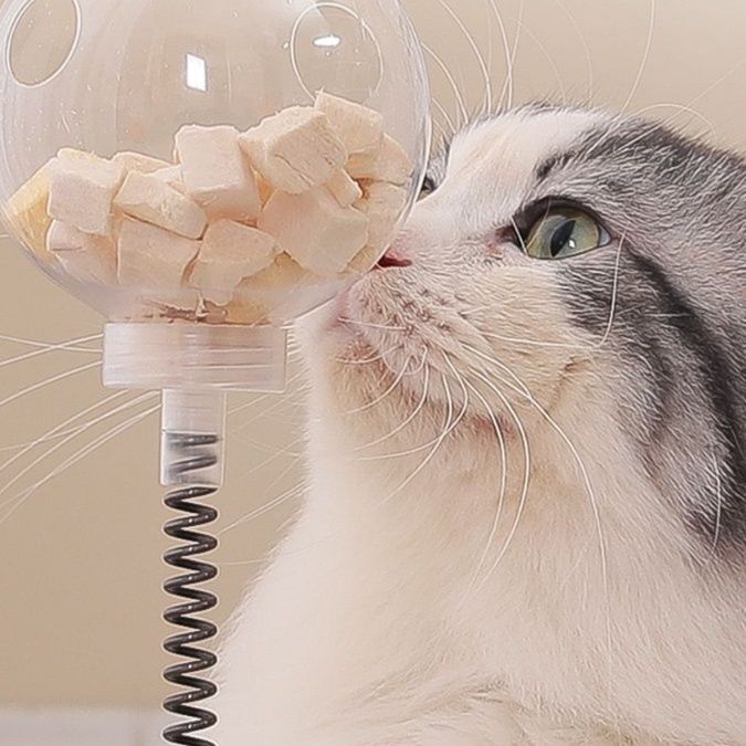 https://fulmo-img-server.com/party-cat/1750650019497_7926vut3_d7pj5u4i.jpeg