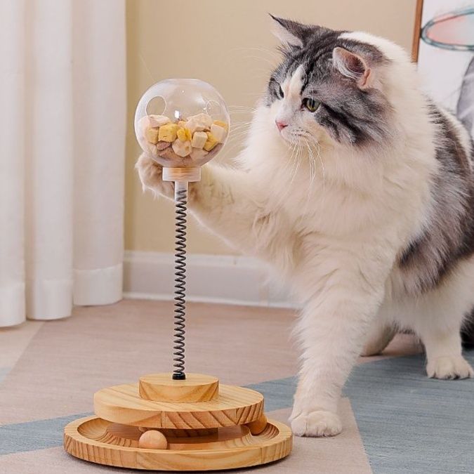 https://fulmo-img-server.com/party-cat/1750650070107_wfcytmpq_f1fbri95.jpeg