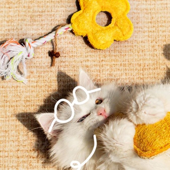 https://fulmo-img-server.com/party-cat/1750651784372_puxsufit_arf8lcc5.jpeg