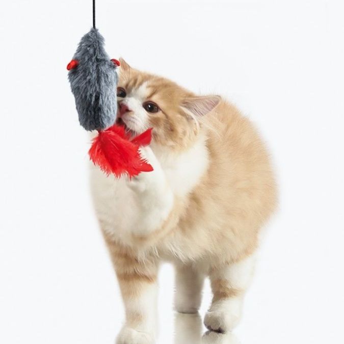 https://fulmo-img-server.com/party-cat/1750653813757_l52q70fr_due9uu75.jpeg