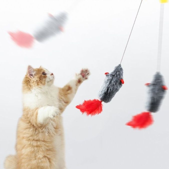 https://fulmo-img-server.com/party-cat/1750653820062_sqehngdj_p7dnvqdr.jpeg