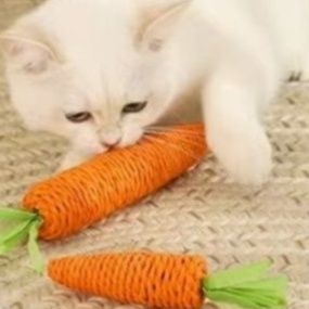 https://fulmo-img-server.com/party-cat/1750654427496_49j7ii9g_w307jime.jpeg
