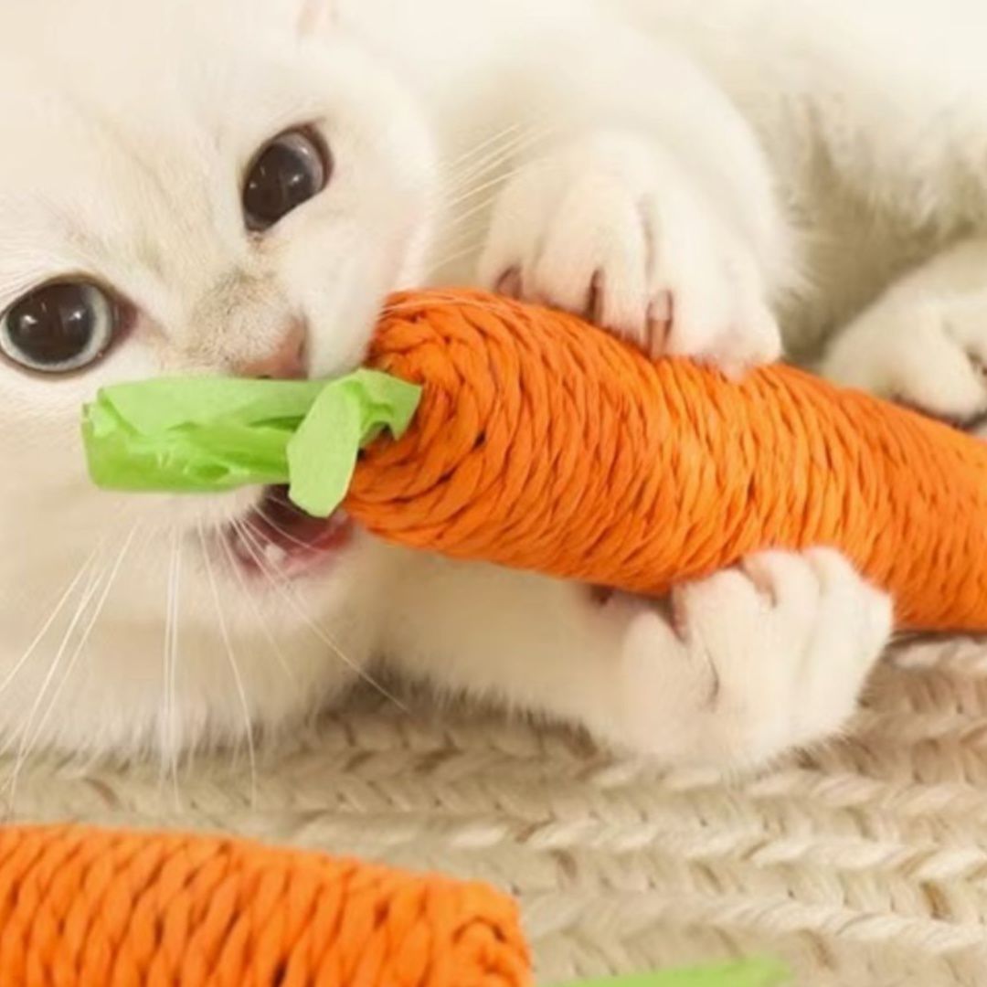 https://fulmo-img-server.com/party-cat/1750654456080_0g1caiff_kyxwlmyn.jpeg